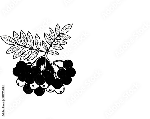 Detailed illustration of a berry cluster and leaves on a white background