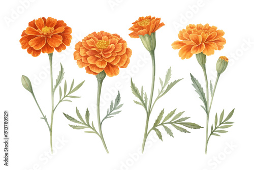 set of Watercolor Marigold Flower Illustration, Orange Floral Art, vector isolated on white background