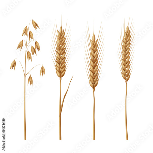 Realistic oats wheat rye barley spikelets vector set isolated