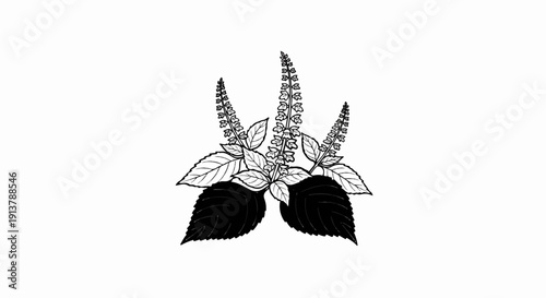 Line art illustration of flowering herb with dark leaves