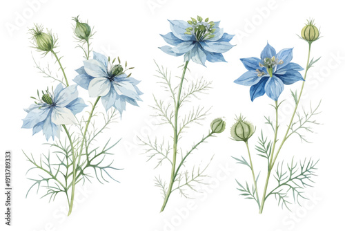 Watercolor Nigella Flower, Soft Blue Romantic Floral Vector Illustration Isolated on White
