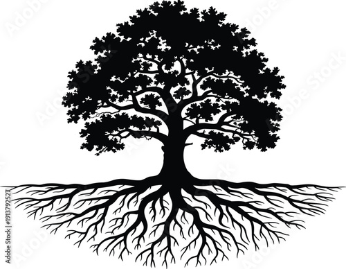 Oak tree with extensive root system tree roots black and white