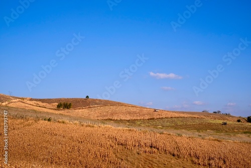 landscape with a field of wheat