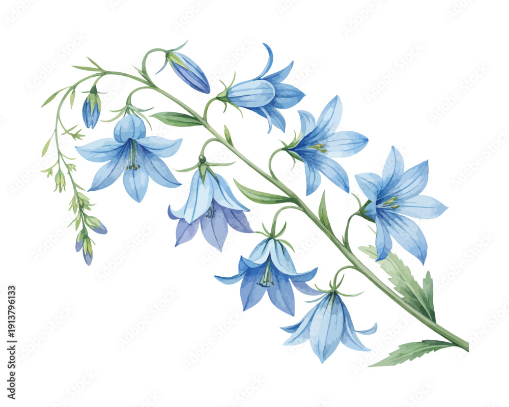 Obraz premium Blue Lobelia Watercolor Bloom, Delicate Garden Botanical Illustration Isolated on White