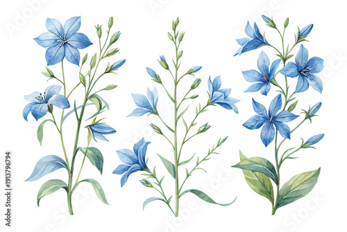 Watercolor Lobelia Flower Art, Blue Cascading Botanical Illustration, vector isolated on white background