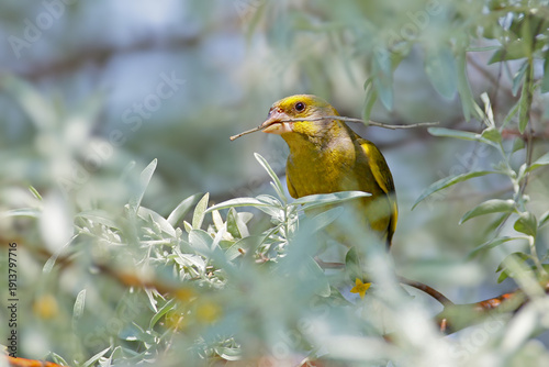 Bilde på lerret A close-up shot of an adult male greenfinch (Chloris chloris) perched on a branch holding nesting material in its beak