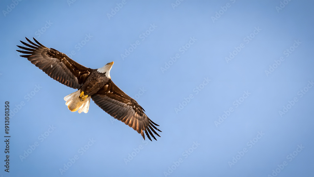 Obraz premium Eagle soaring in clear blue sky