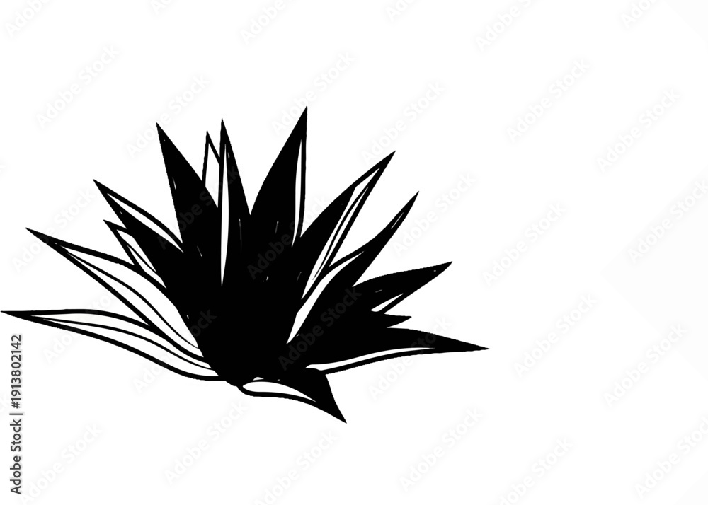 Fototapeta premium Stylized black sketch of a spiky plant or flower on white
