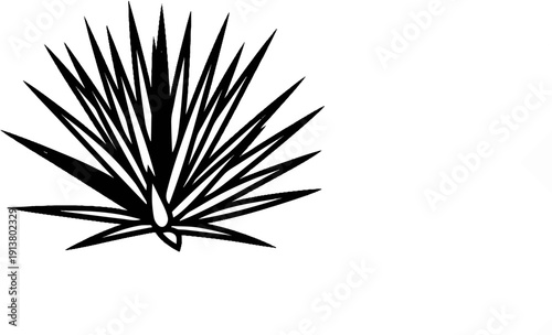 Stylized black and white illustration of a spiky plant, possibly agave