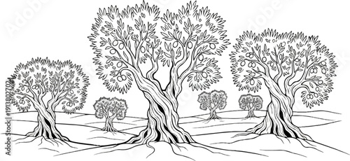 Stylized drawing of multiple ancient olive trees with fruit on a rolling landscape