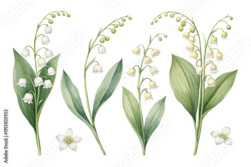 set of Watercolor Lily of the Valley Flower, Delicate Floral Art, vector illustration isolated on white background