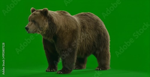 Wallpaper Mural Brown Bear Full Body Isolated on Green Screen Background Torontodigital.ca