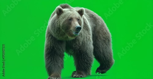 Wallpaper Mural Brown Bear Full Body Isolated on Green Screen Background Torontodigital.ca