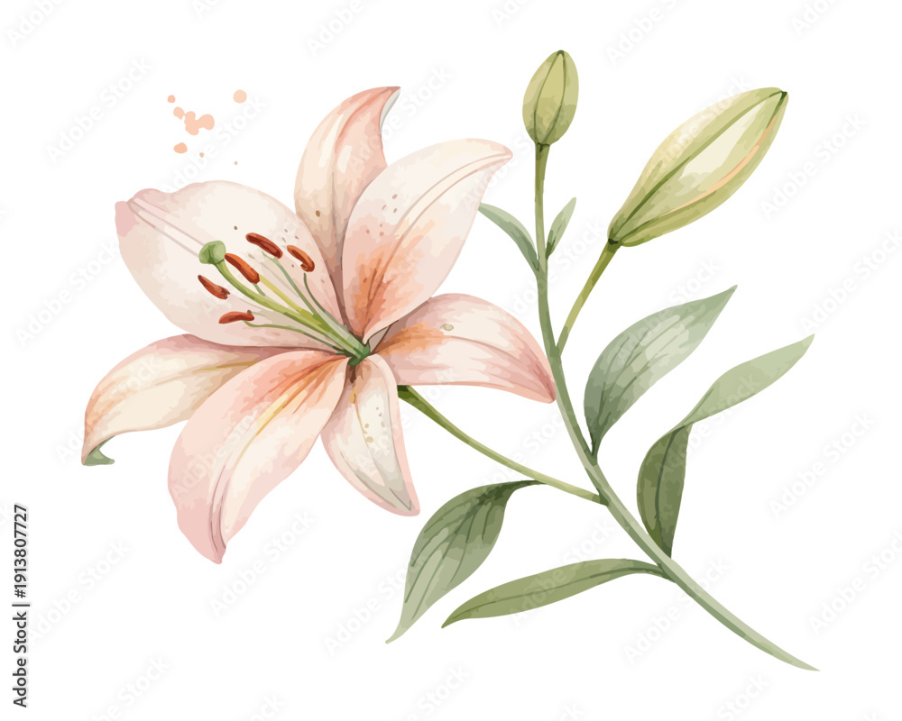 Obraz premium Watercolor Lily Flower Clipart, Elegant Botanical Design, isolated on white background