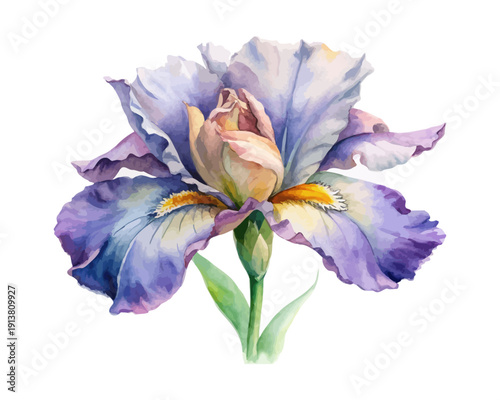 Watercolor Iris Flower, Elegant Botanical Element, vector illustration isolated on white background
