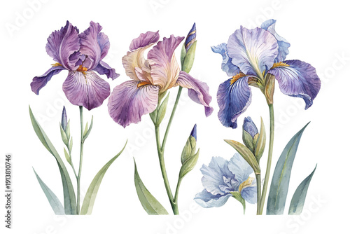 Watercolor Iris Blossom, Luxury Garden Floral Vector Illustration Isolated on White