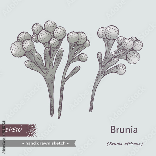 Brunia flower colored