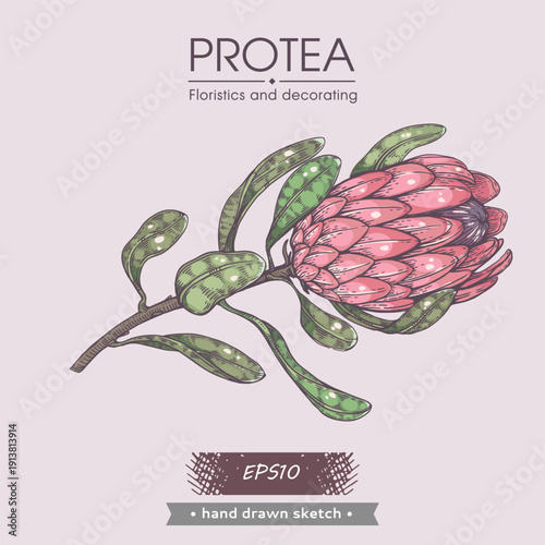Protea flower colored