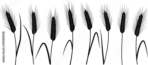 Eight stems of dark-colored wheat.