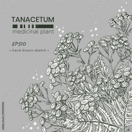 Composition of Common tansy plants