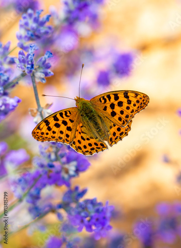 Issoria lathonia butterfly on lavender flower.