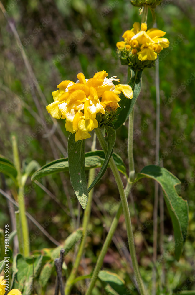 Fototapeta premium Phlomis russeliana (Jerusalem Sage), Turkish sage, is a species of flowering plant in the mint family Lamiaceae