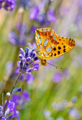 Issoria lathonia butterfly ...