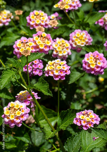 Close up Lantana camara. Su...