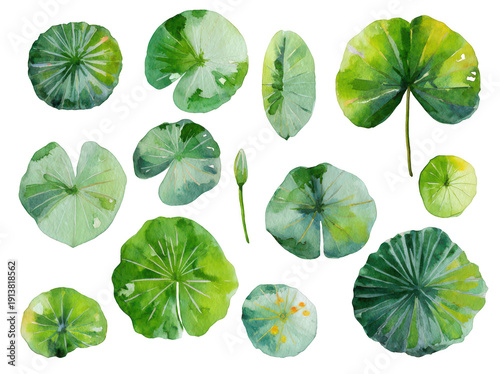 watercolor lily pad clip art set, vector illustration