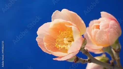 Soft peach-colored flowers blooming on branches against a clear blue sky viewed from below
