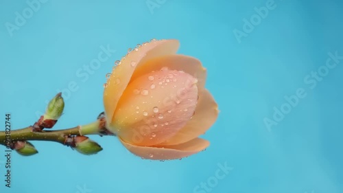 A single peach-colored tulip bud with water droplets on a stem with green leaves against a soft blue background from a close-up viewpoint