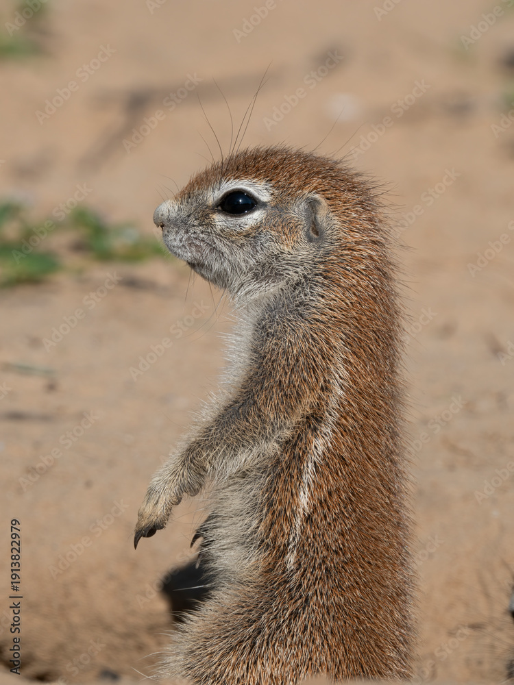 Fototapeta premium Kap-Borstenhörnchen, Xerus inauris