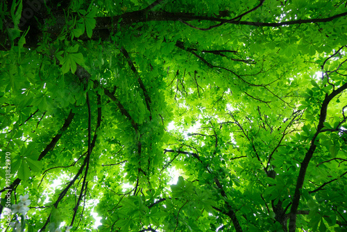 Low angle view of lush green chestnut tree canopy with bright sunlight filtering through dense leaves