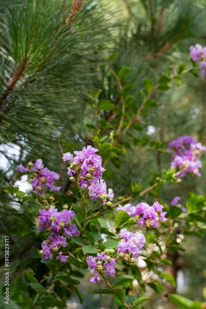 Obraz premium Vibrant Purple Crape Myrtle Flowers