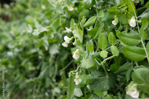 Close-up of lush green pea plants with blossoms in a garden