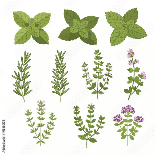 Collection of Fresh Herbal Plants and Green Foliage for Natural Remedies and Gardening