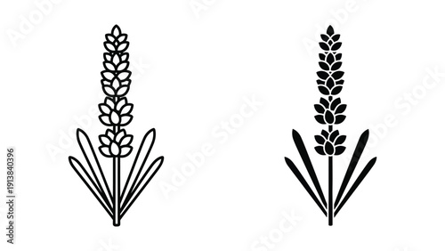 Black and white illustration of lavender flowers