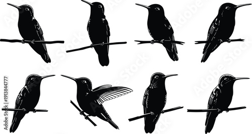 Set of black hummingbird silhouettes perched on branches in various poses for birdwatching logo design nature icons wildlife conservation graphics and delicate botanical vector projects.