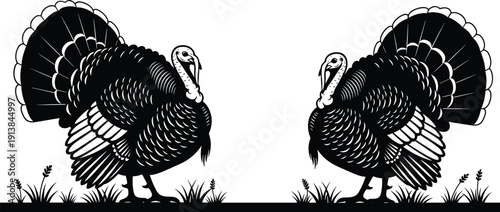 Two black and white turkey bird silhouettes in a field of grass for Thanksgiving holiday celebration farm branding and traditional autumn nature graphics.