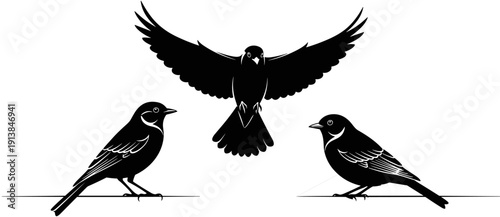 Small wild bird silhouette collection, garden songbird flying vector set, nature wildlife avian graphics, sitting sparrow motion icons, isolated black feathered animal elements.