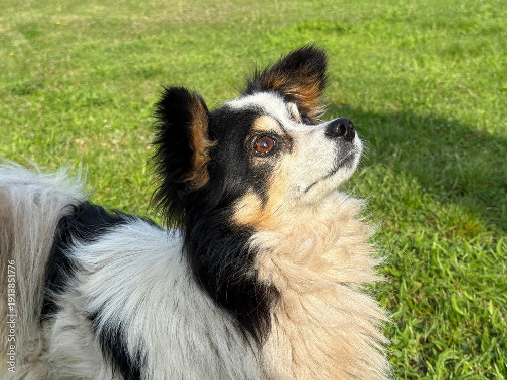 Fototapeta premium Curious fluffy dog looking up.