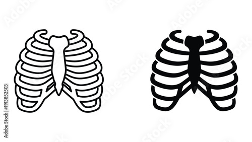Rib cage anatomy illustration