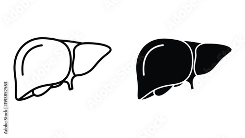 Liver anatomy illustration