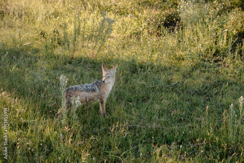 Wallpaper Mural Jackal Torontodigital.ca