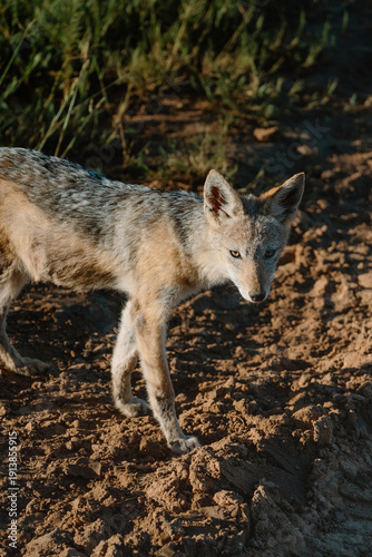 Wallpaper Mural Jackal Torontodigital.ca