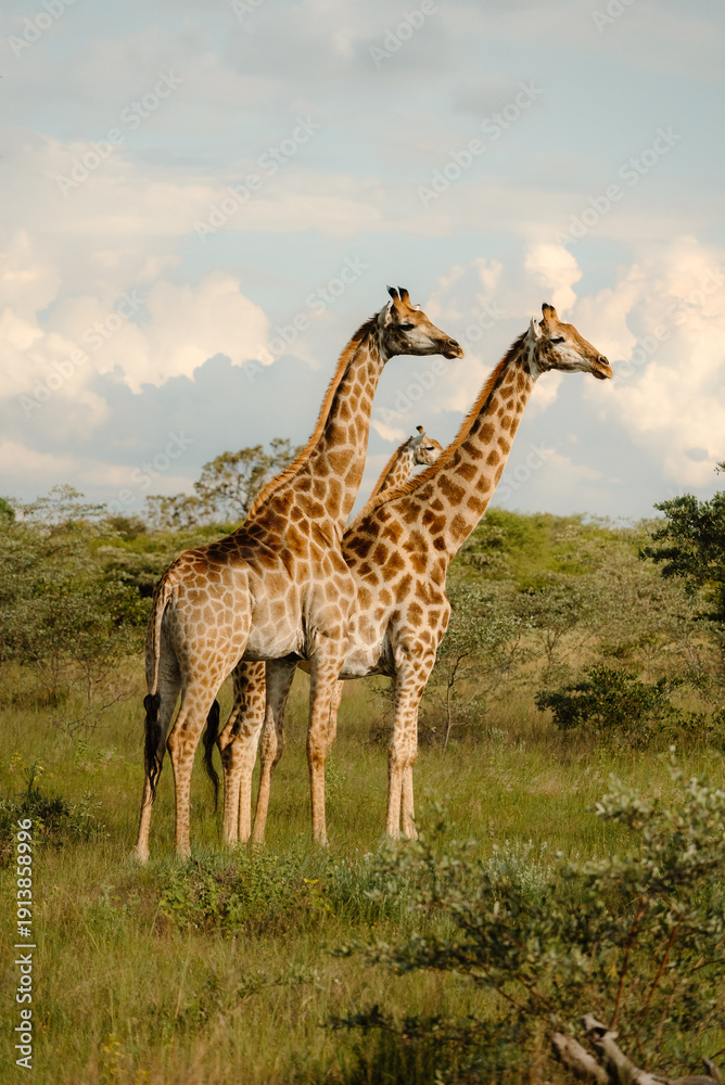 Obraz premium Giraffes