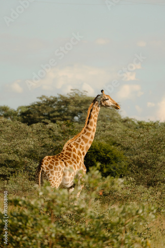 Wallpaper Mural Giraffe Torontodigital.ca