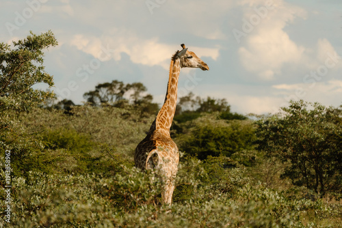 Wallpaper Mural Giraffe Torontodigital.ca