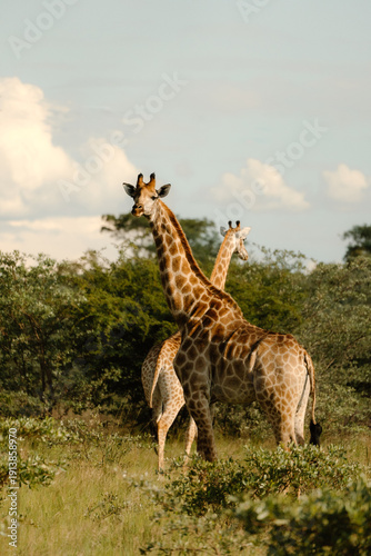 Wallpaper Mural Giraffes Torontodigital.ca