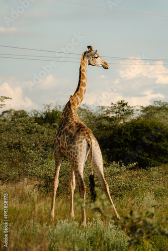 Wallpaper Mural Giraffe Torontodigital.ca